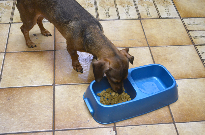 5 Tips How to Get Your Dogs to Eat Dry Dog Food