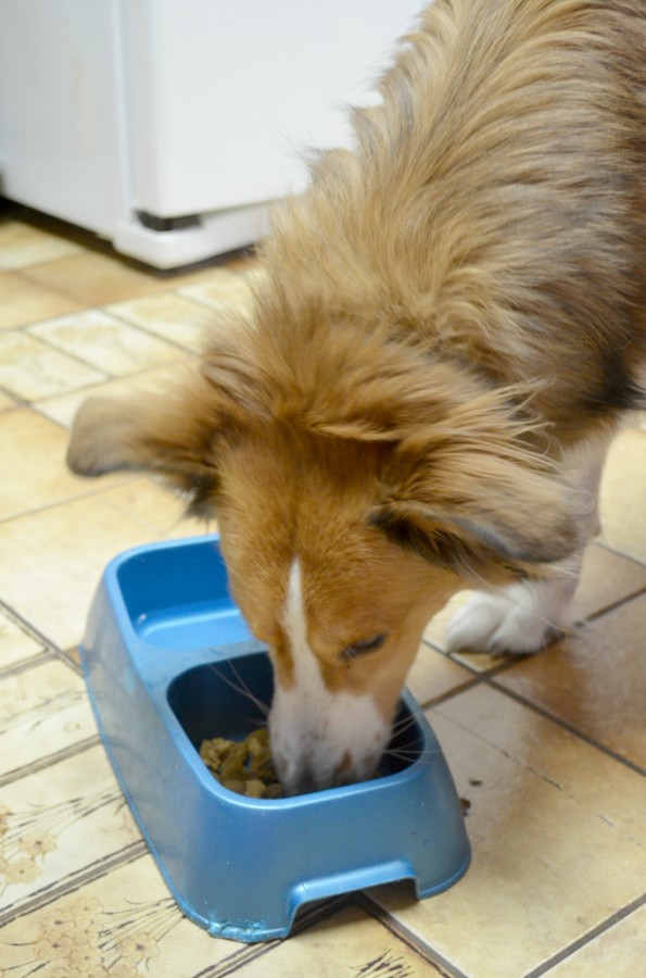 Check out these 5 Tips How to Get Your Dogs to Eat Dry Dog Food